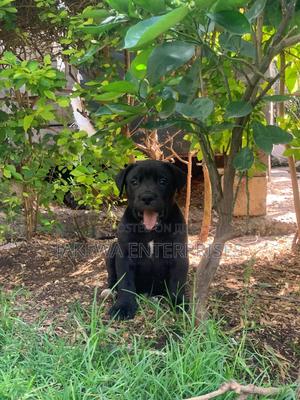 1-3 months Male Purebred Boerboel - main view