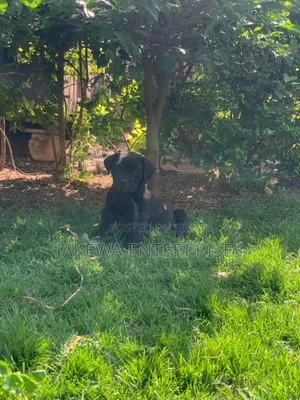 1-3 months Male Purebred Boerboel