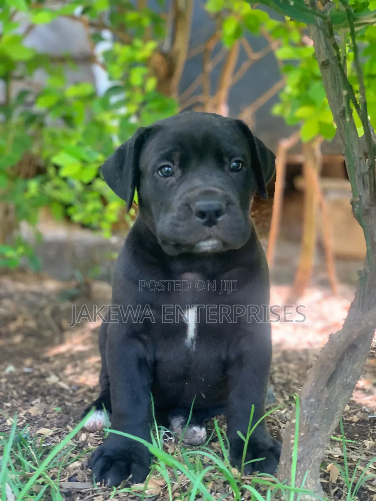 1-3 months Female Purebred Boerboel