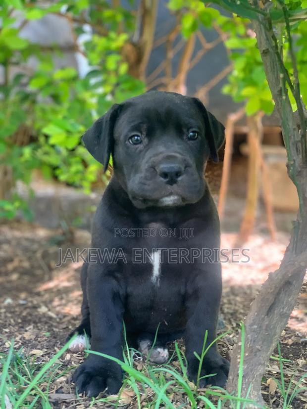 1-3 months Female Purebred Boerboel