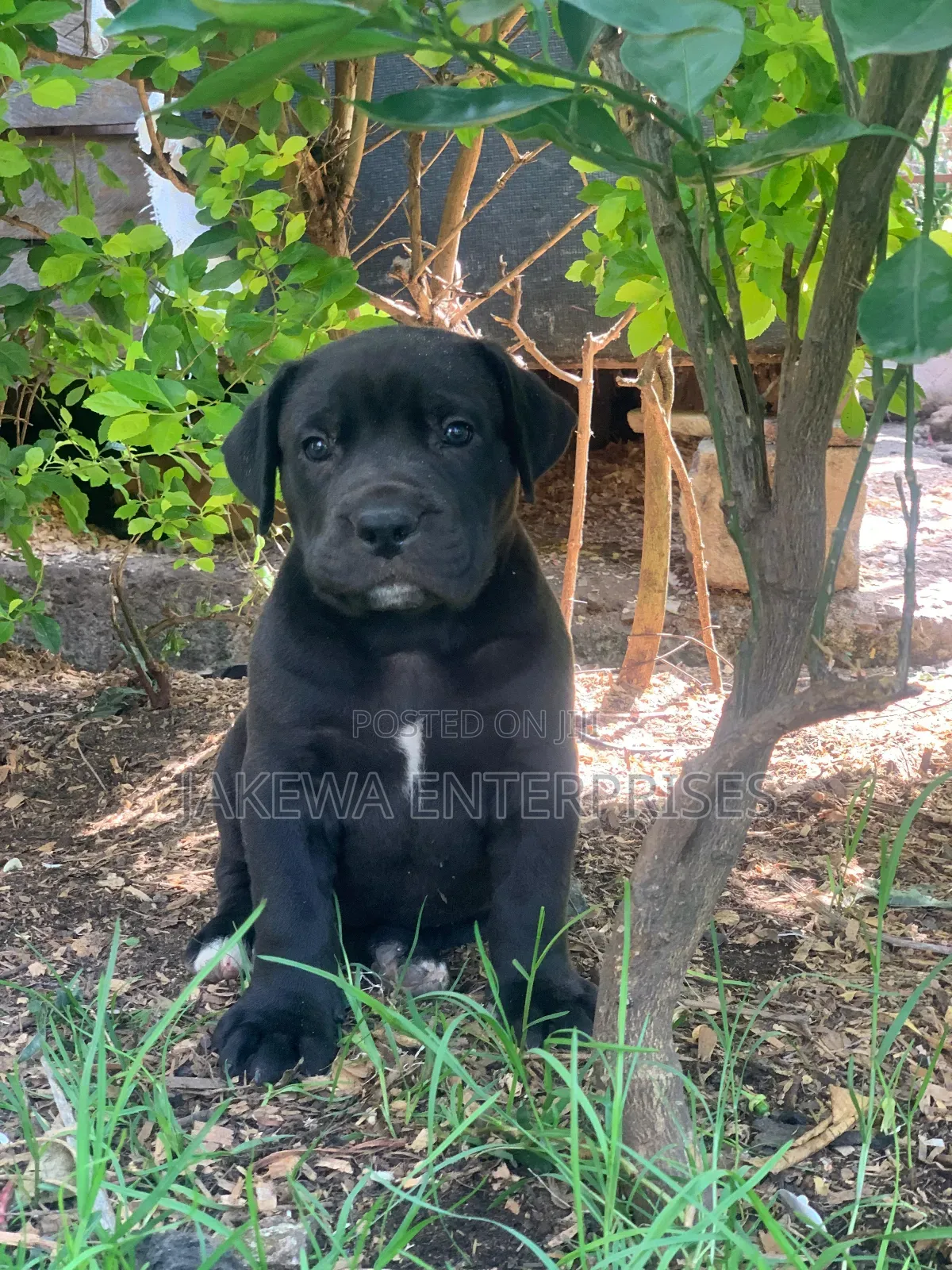 1-3 months Female Purebred Boerboel