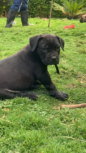 1-3 months Male Purebred Boerboel