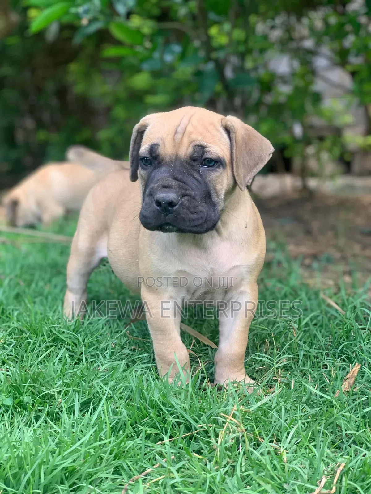 1-3 months Male Purebred Boerboel