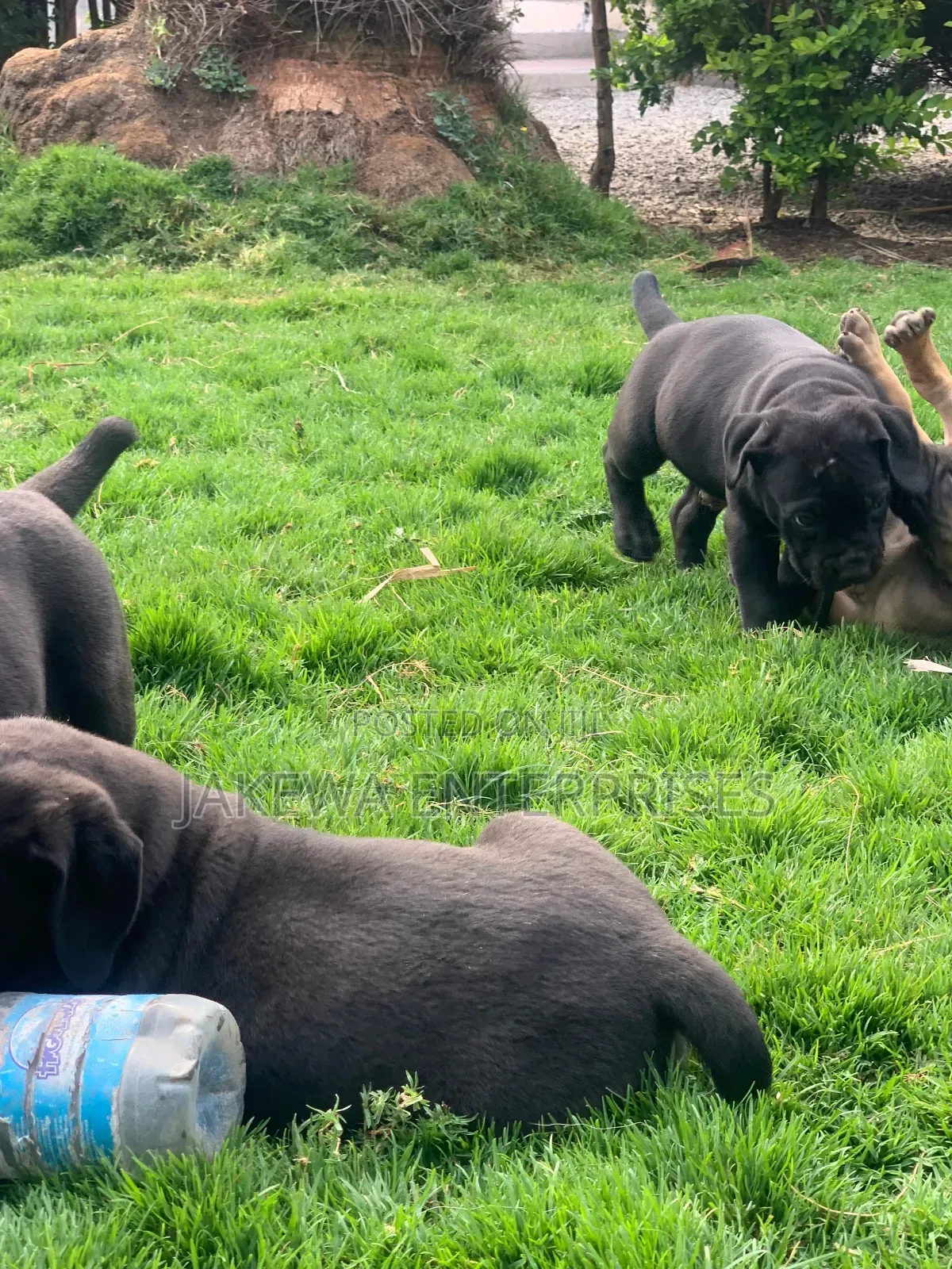1-3 months Female Purebred Boerboel