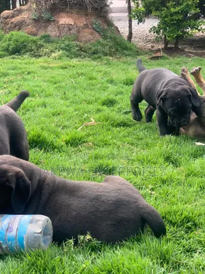 1-3 months Female Purebred Boerboel