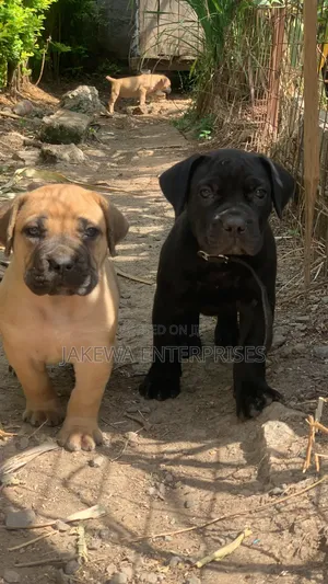 1-3 months Female Purebred Boerboel