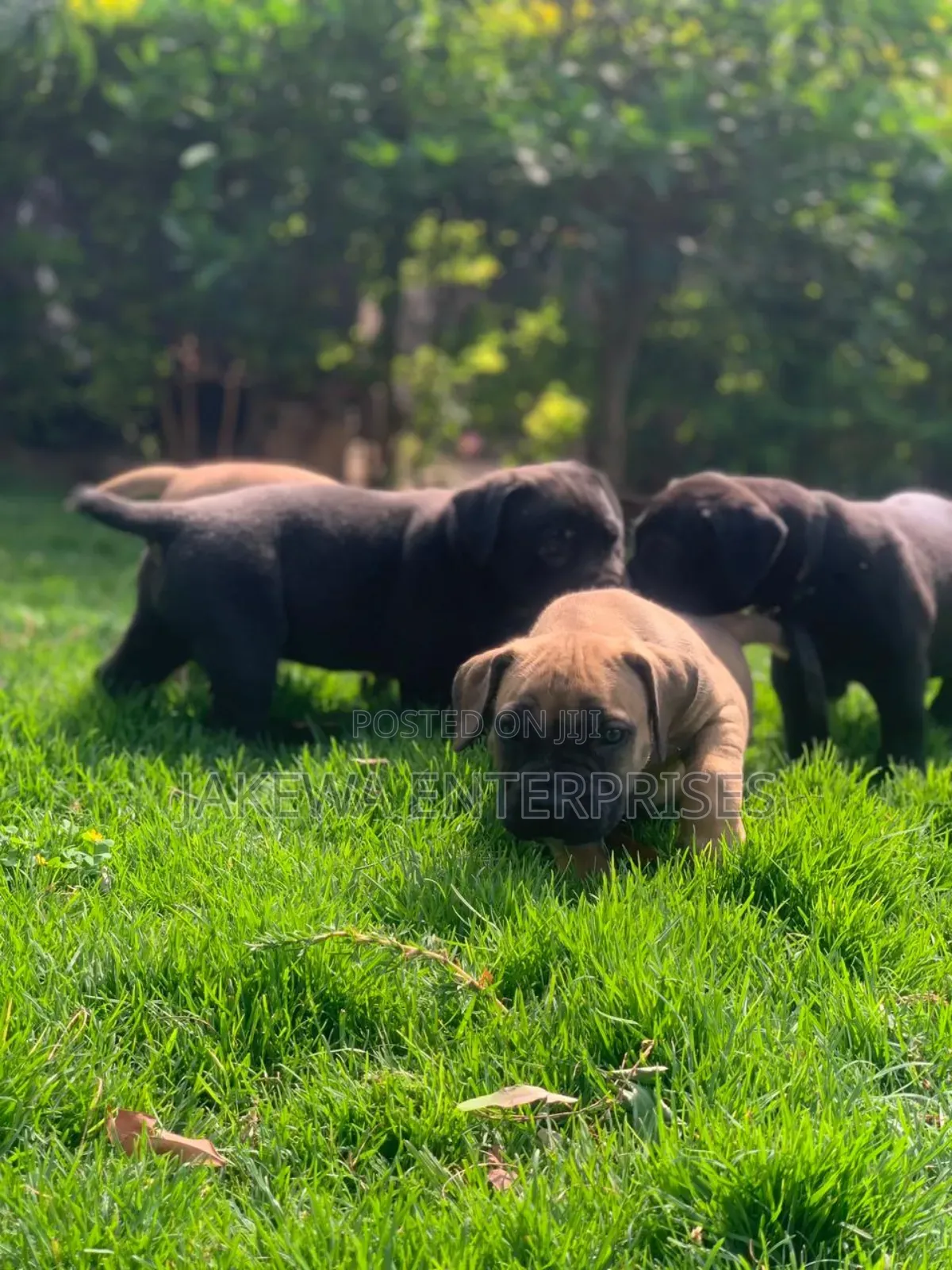1-3 months Male Purebred Boerboel
