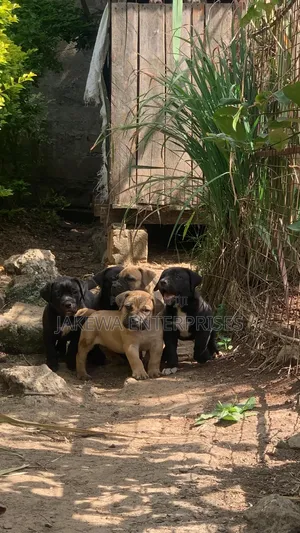1-3 months Male Purebred Boerboel