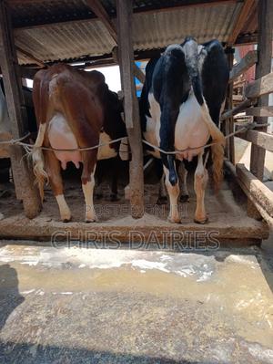 Top Yielders. Pedigree Lactating Cows. - thumbnail 2