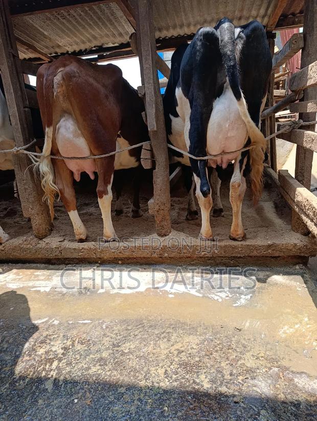 Top Yielders. Pedigree Lactating Cows. - thumbnail 3