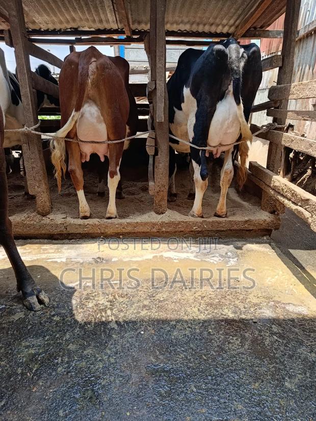 Top Yielders. Pedigree Lactating Cows. - thumbnail 4