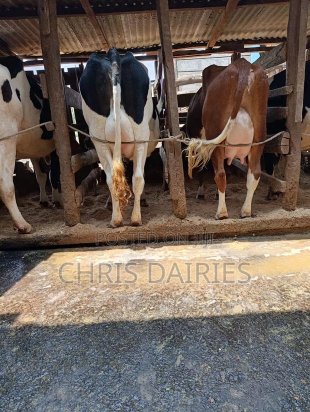 Top Yielders. Pedigree Lactating Cows. - thumbnail 5