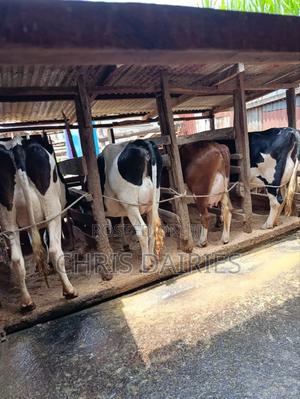 Lactating Cows. - thumbnail 2