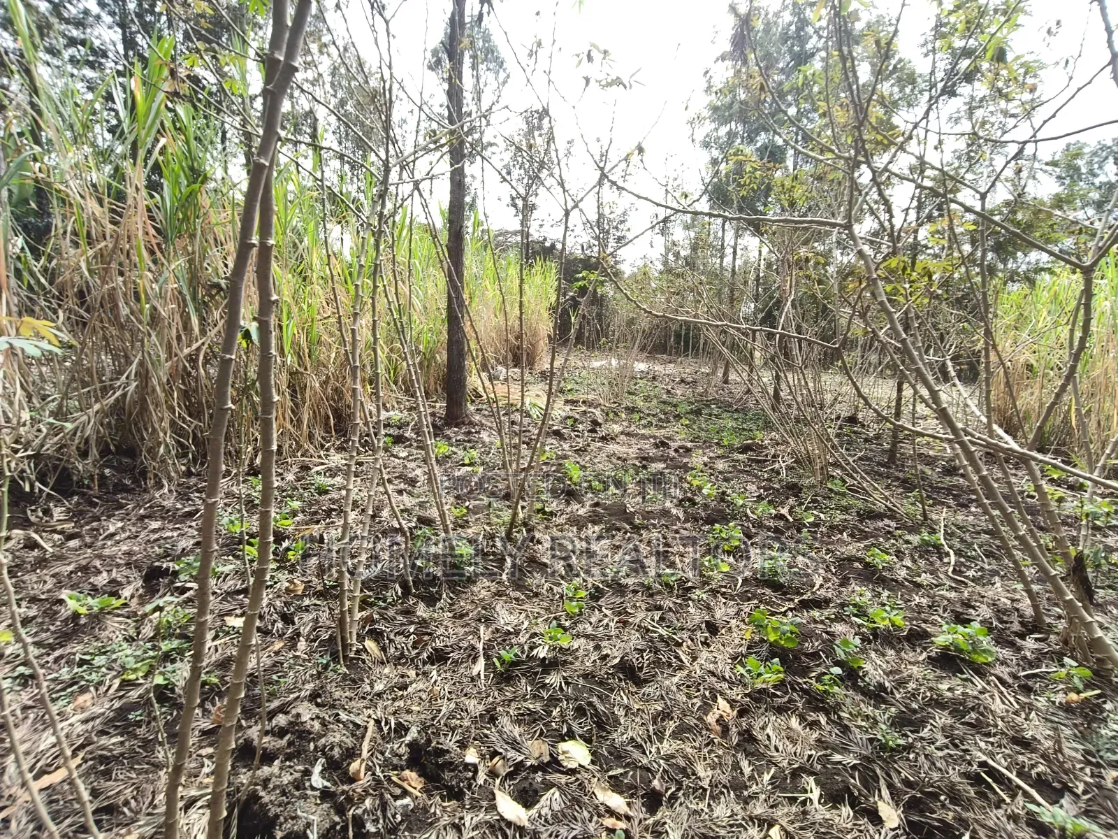 Quarter Acre Plot for Sale in Ngong, Matasia Merisho Naer Tarmac