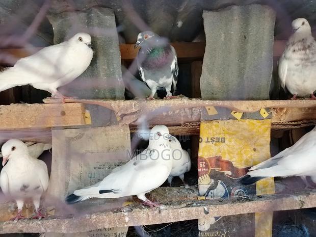 Breeding Ornamental Pigeons - main view