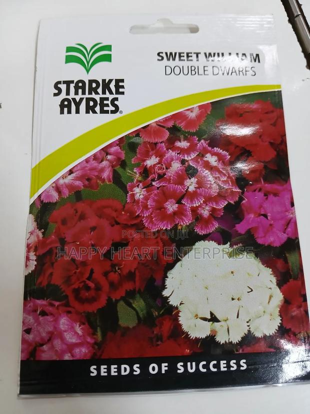 Sweet William Double Dwarfs 1g - main view