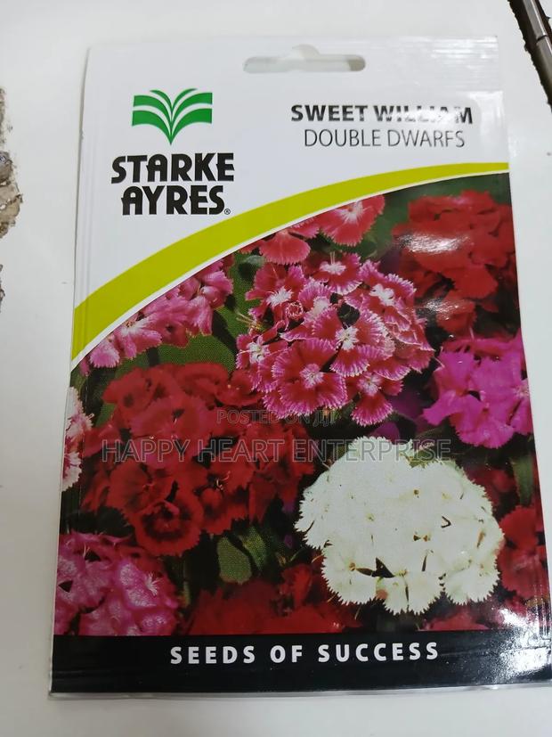 Sweet William Double Dwarfs 1g - thumbnail 3