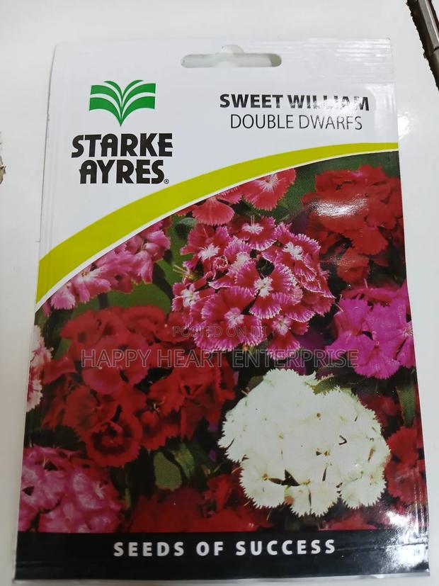 Sweet William Double Dwarfs 1g - thumbnail 4