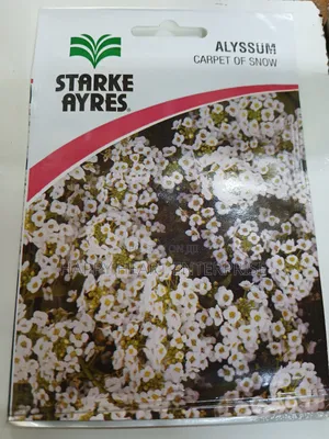 Carpet Of Snow Alyssum Flower 1g