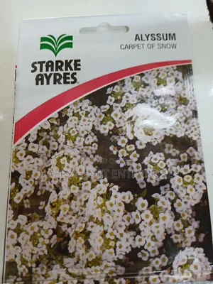 Carpet Of Snow Alyssum Flower 1g