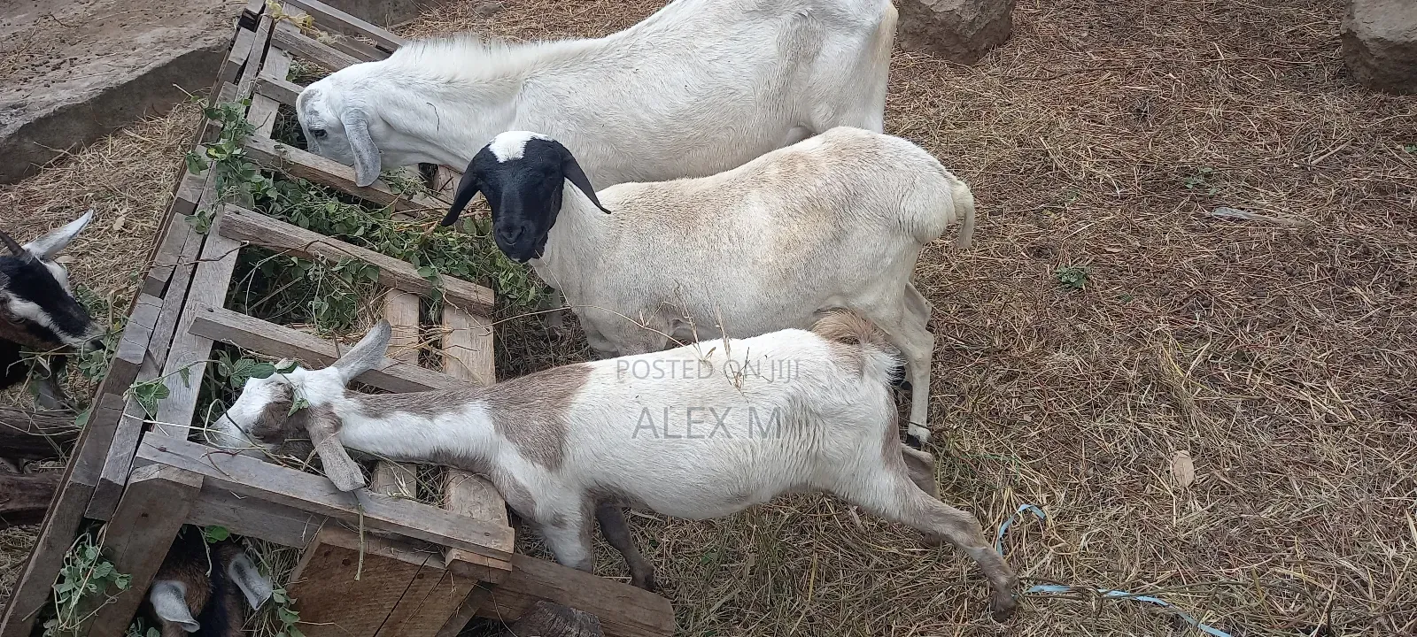 Goats for Sale.