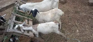 Goats for Sale.