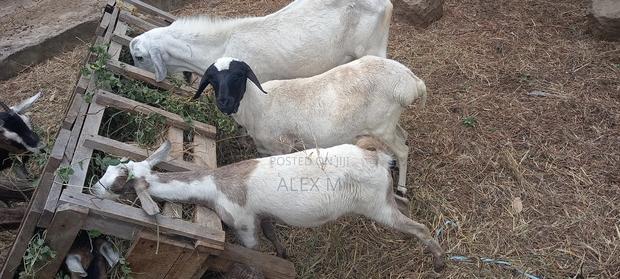 Goats for Sale. - thumbnail 6