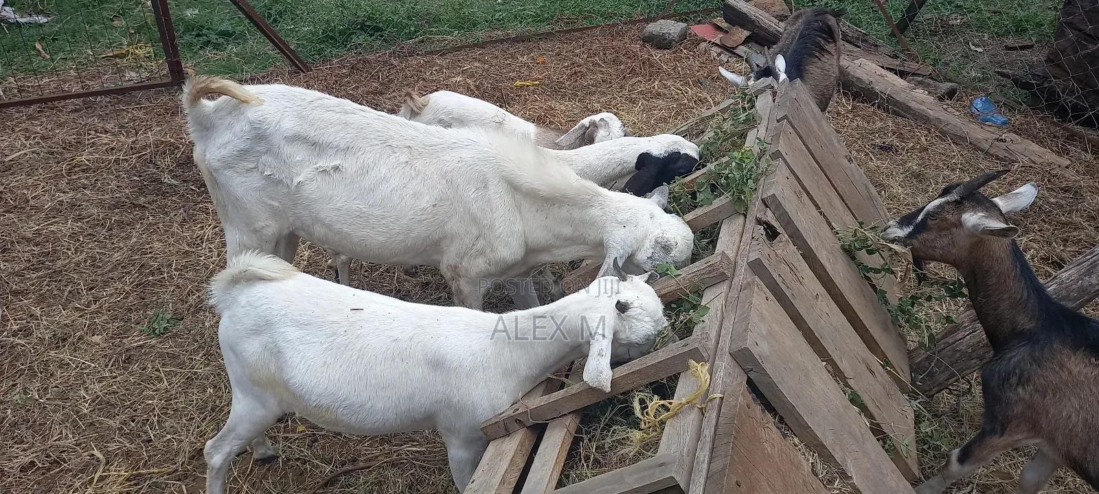 Goats for Sale.