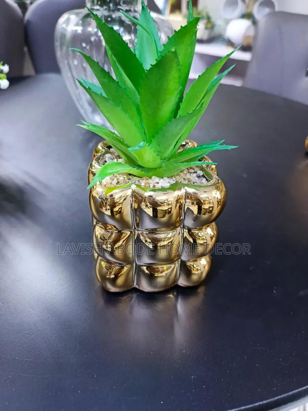 Succulents - main view