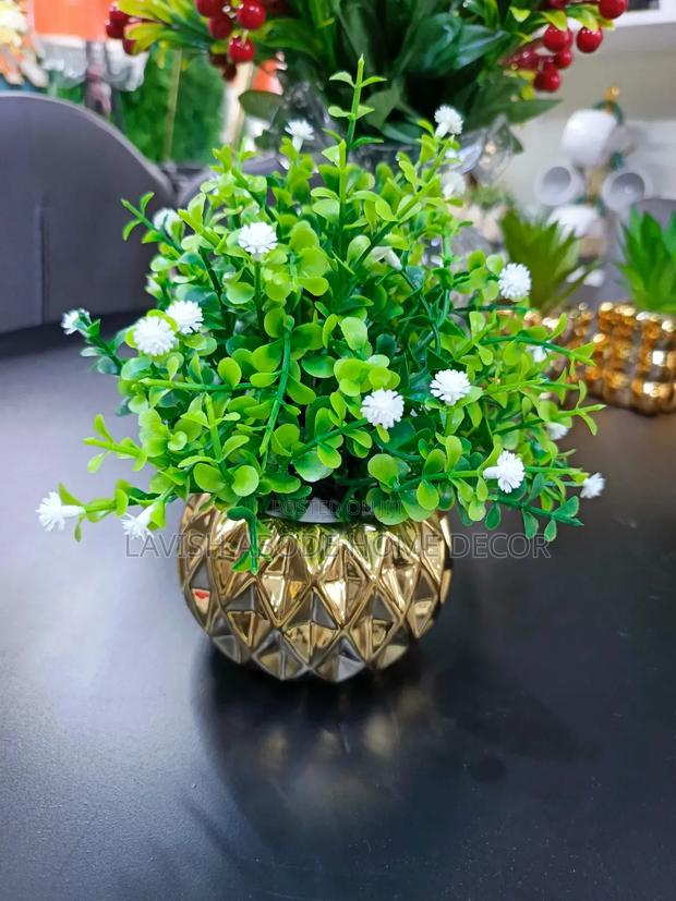 Succulents - thumbnail 4