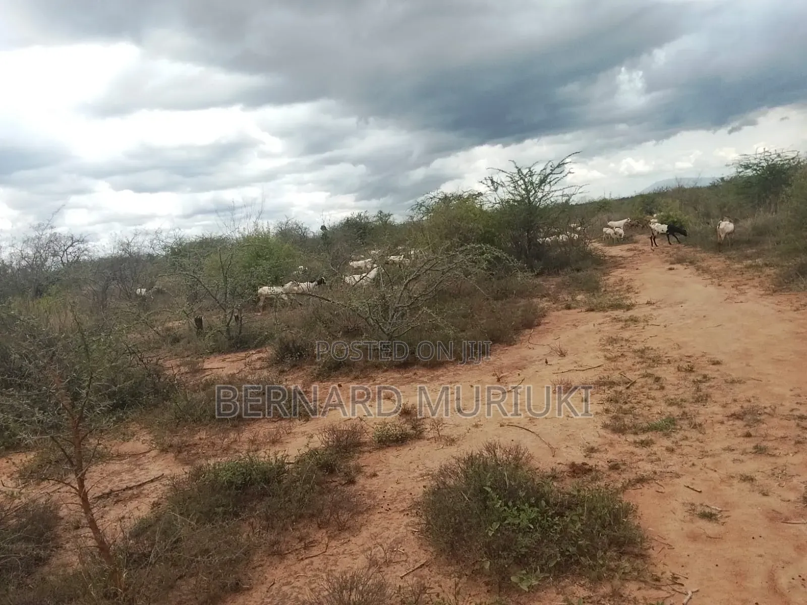 9no 50x100 Plots At Matuu