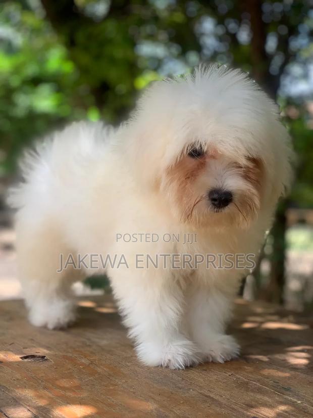 1-3 months Female Purebred Havanese - main view