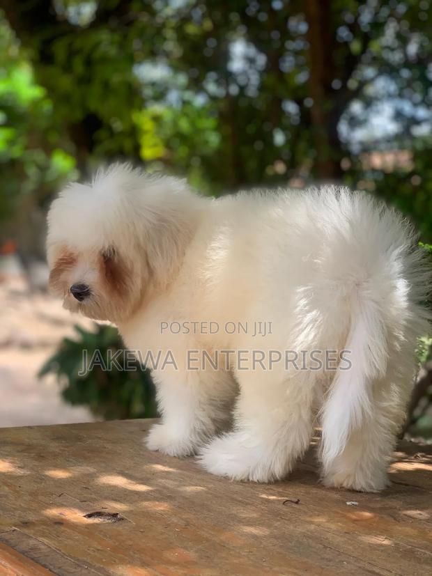 1-3 months Female Purebred Havanese - main view