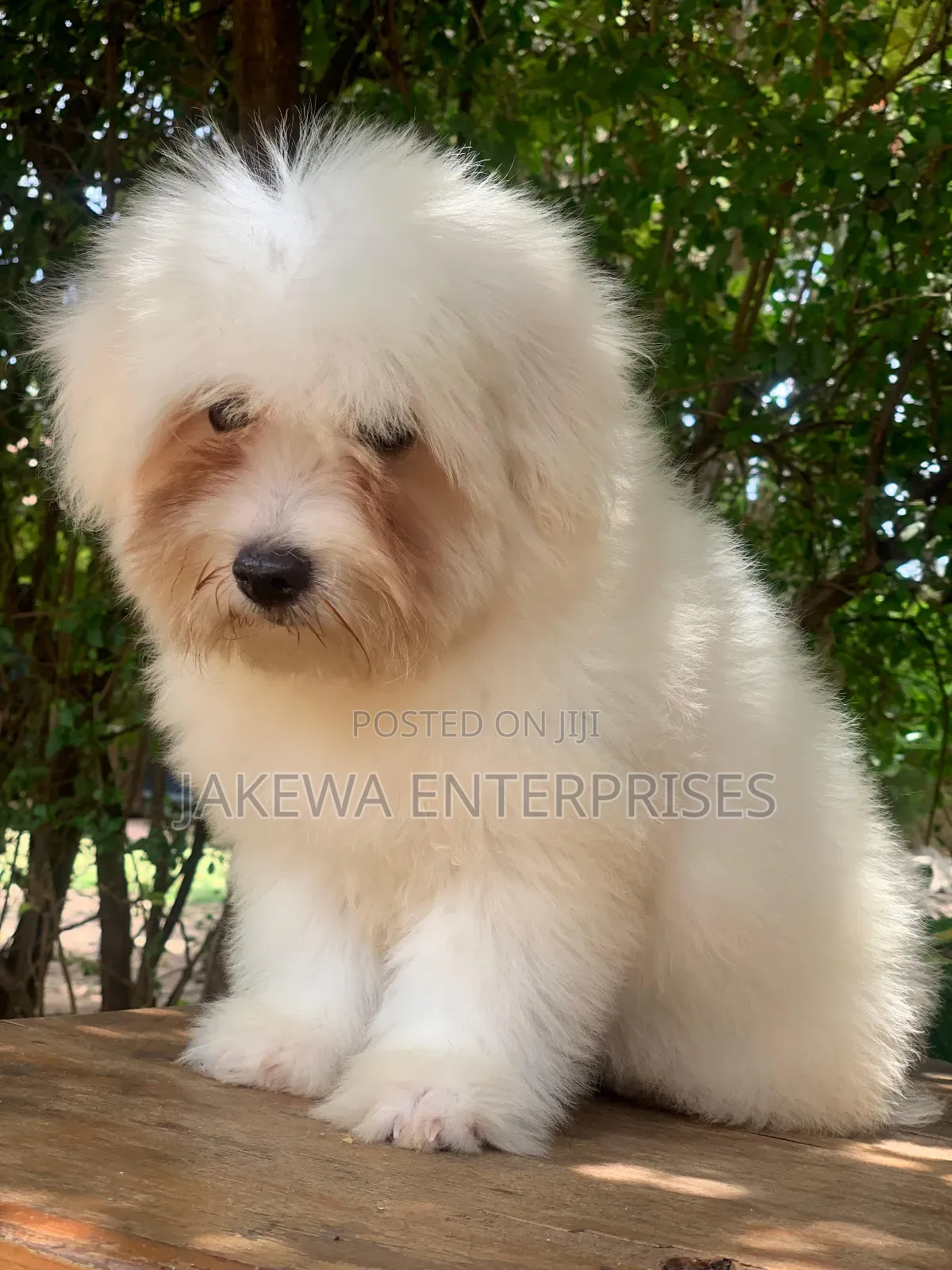 1-3 months Female Purebred Havanese