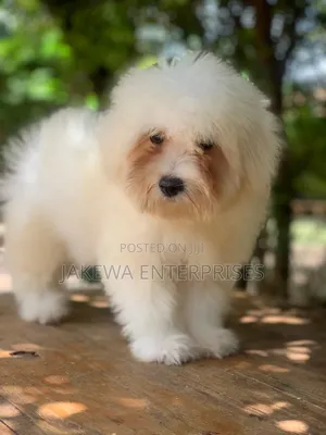 1-3 months Female Purebred Havanese