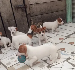 1-3 months Male Purebred Jack Russell Terrier