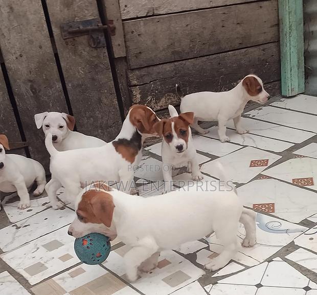 1-3 months Male Purebred Jack Russell Terrier - main view
