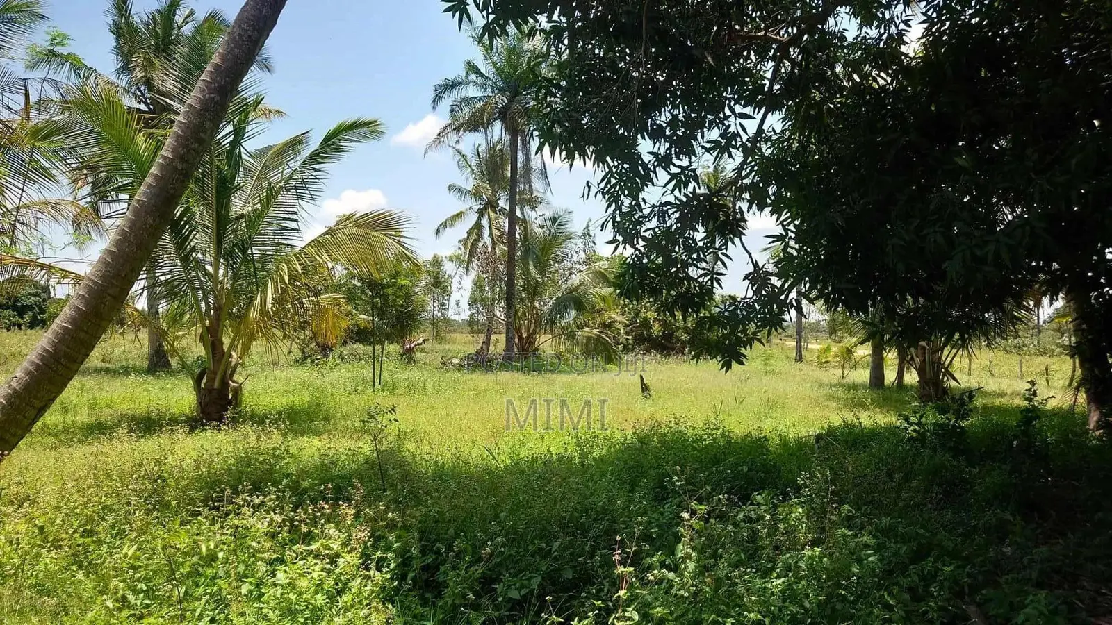 5 Acre Fertile Farm Mrima Not Far From Ramisi . Freehold