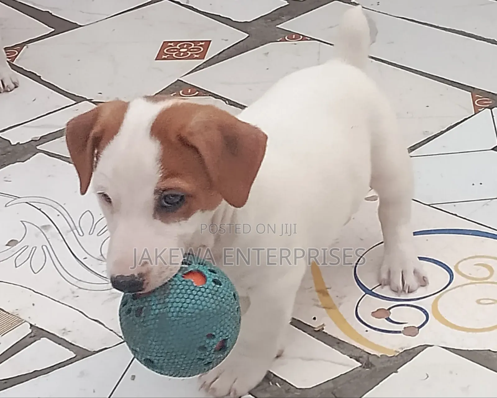 1-3 months Male Purebred Jack Russell Terrier