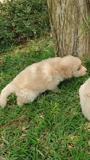 1-3 months Male Purebred Golden Retriever