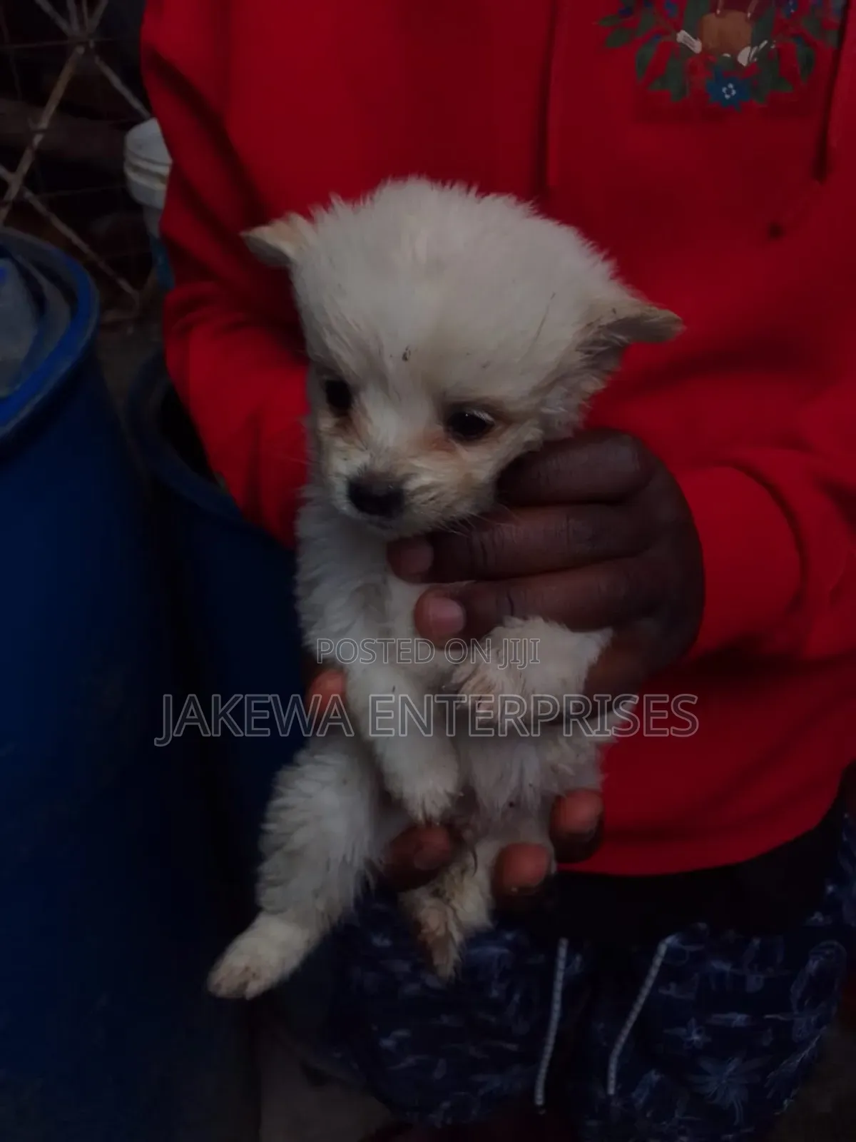 1-3 months Female Purebred Japanese Spitz