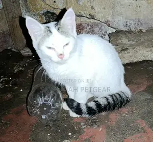1-3 months Male Mixed Breed Cat