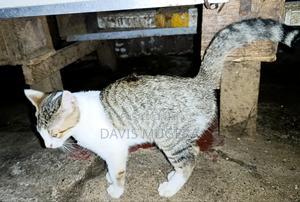 3-6 months Female Mixed Breed Cat - thumbnail 2