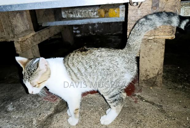 3-6 months Female Mixed Breed Cat - main view