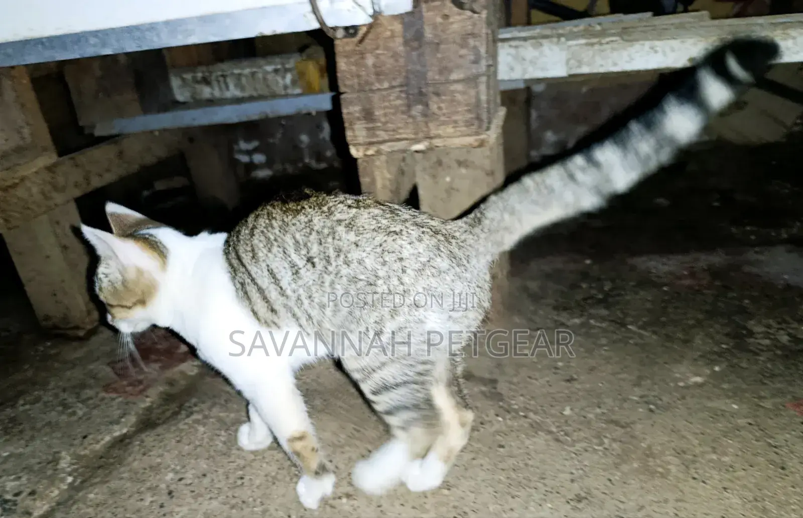 3-6 months Female Mixed Breed Cat