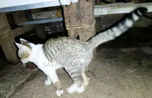 3-6 months Female Mixed Breed Cat