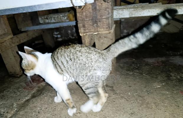 3-6 months Female Mixed Breed Cat - thumbnail 3