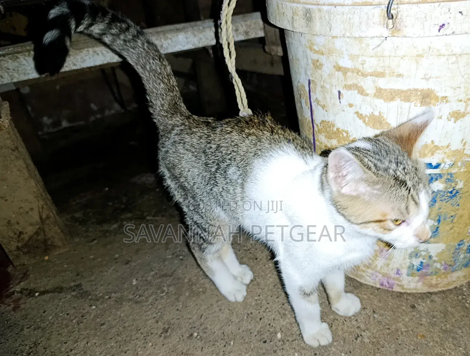 3-6 months Female Mixed Breed Cat