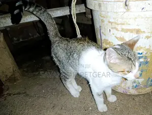 3-6 months Female Mixed Breed Cat