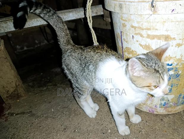 3-6 months Female Mixed Breed Cat - thumbnail 4